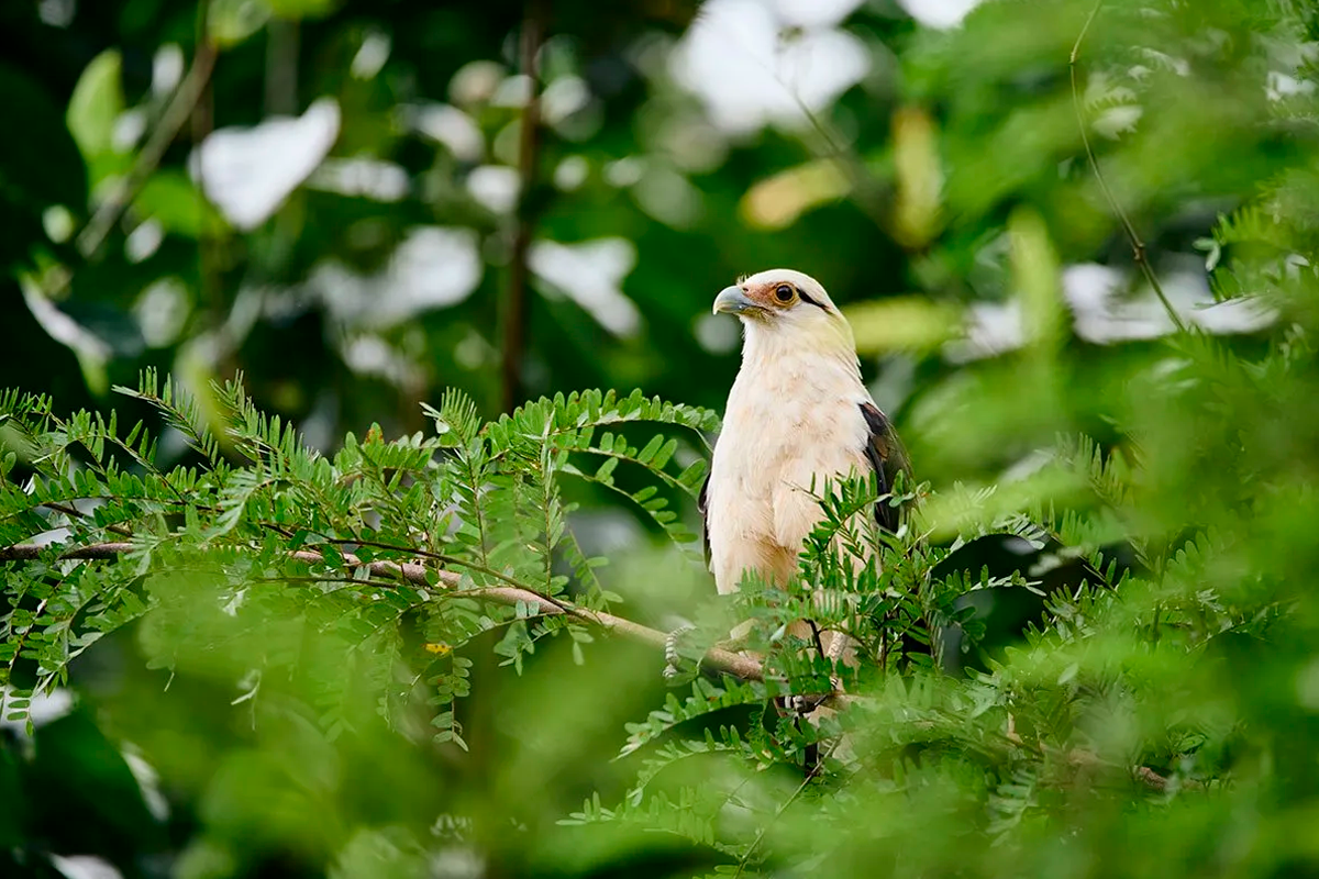Iquitos Aves 7D 6N