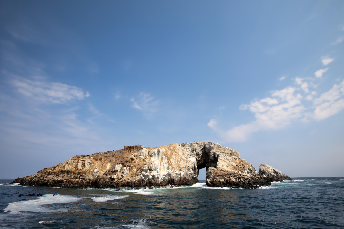Islas Palomino, Lobos Marinos