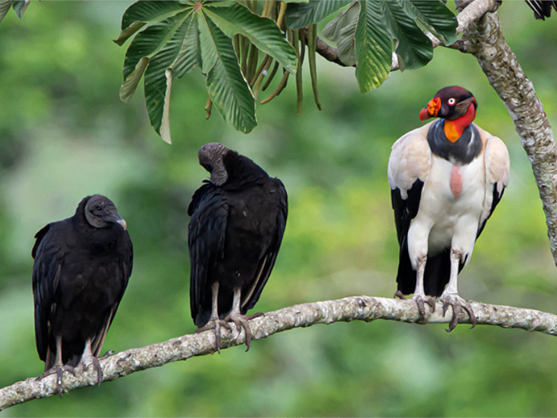 Iquitos Avistamiento de Aves - Lima Inca Trip